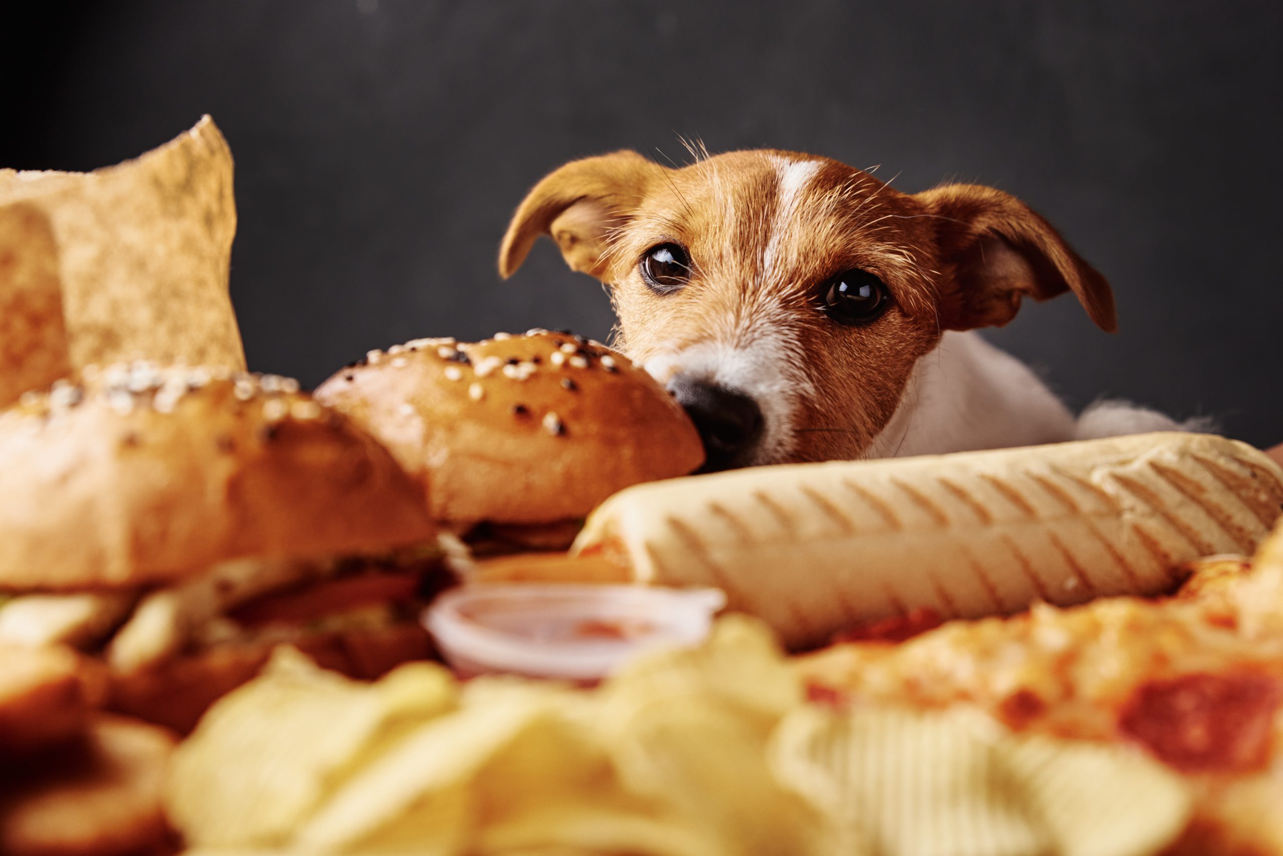 THE SCIENCE BEHIND CANINE NUTRITION: HOW EACH INGREDIENT AFFECTS YOUR DOG’S HEALTH